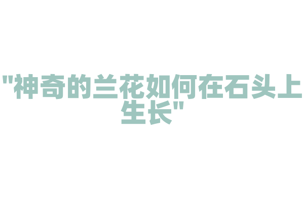 "神奇的兰花如何在石头上生长"